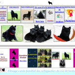 Elevage familial des Schipperkes du Roz de Kerhas